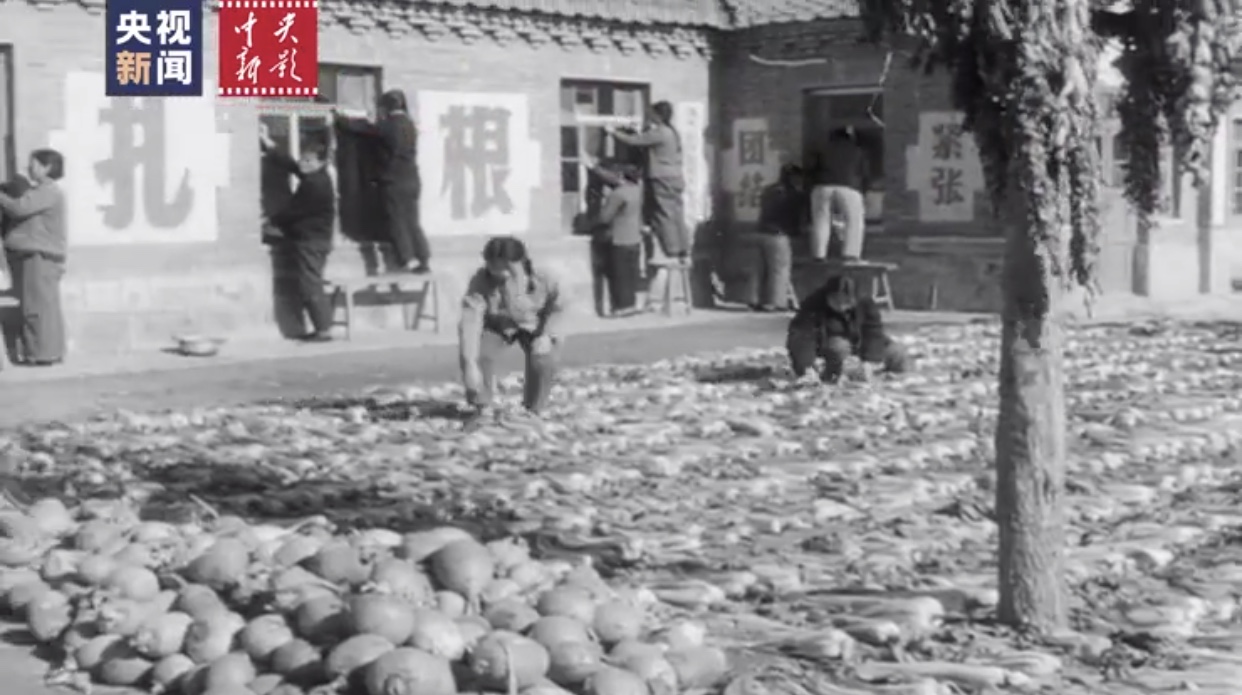 寒冬里的温暖记忆冬储大白菜,新暖影像