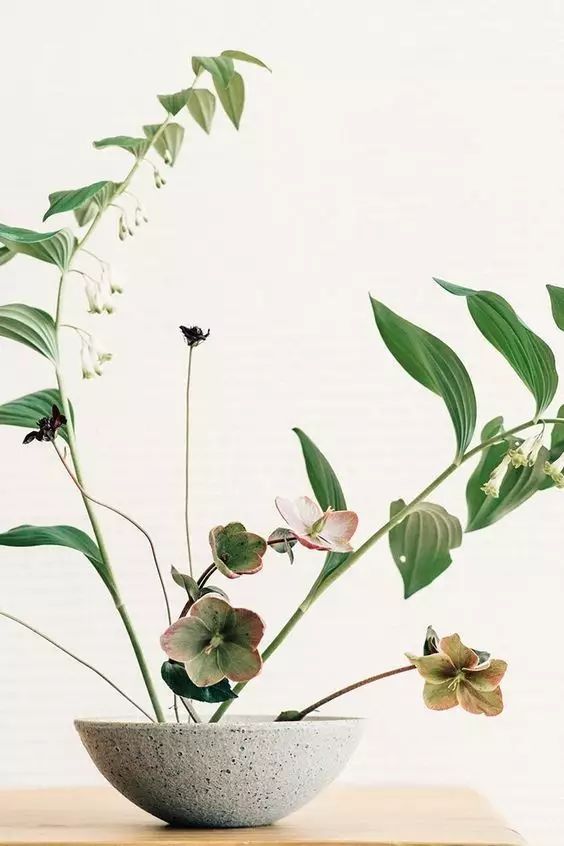 教你怎么学插花,小白零基础怎么学插花