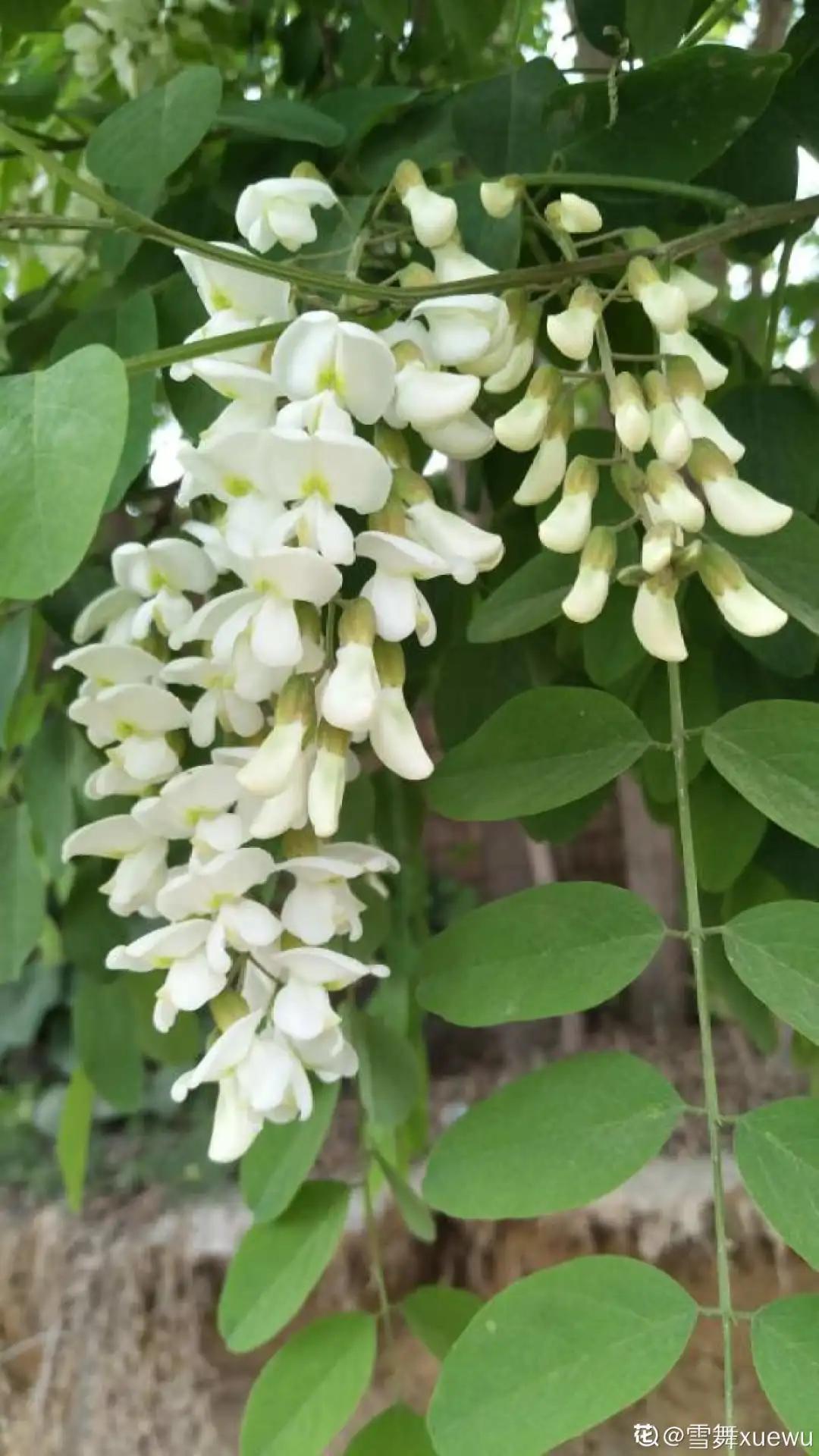 春天开的花有哪些常见又漂亮,十大名花在春天开的有哪些