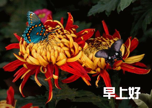 六月最近的早上好祝福语动态图片,新的五月份早上好问候图片