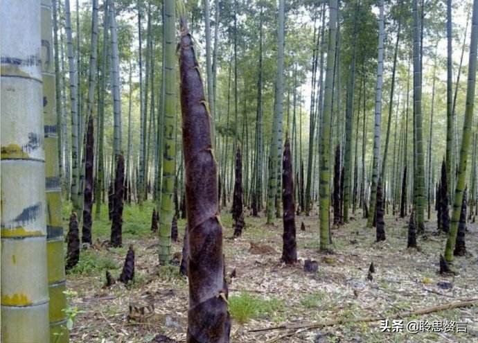 竹笋诗词精选三十一首,山中竹笋诗词