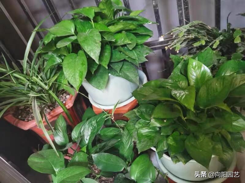 绿萝黄叶有几种原因及处理方法,绿萝叶子上有黑斑还会恢复绿叶吗