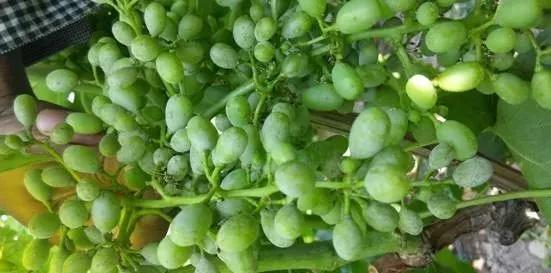 有关葡萄的病症,葡萄新梢病害图谱