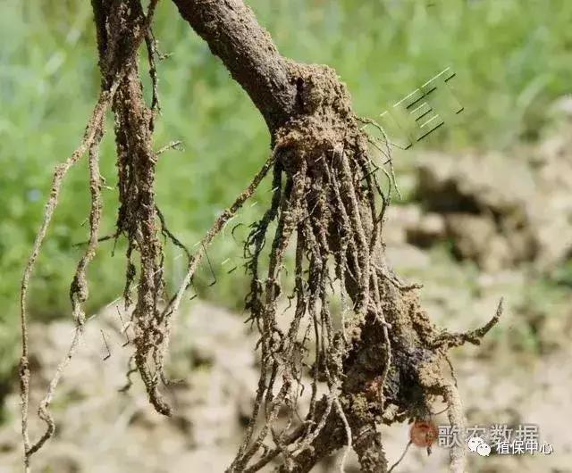 几种果树根部病害的症状识别与防治