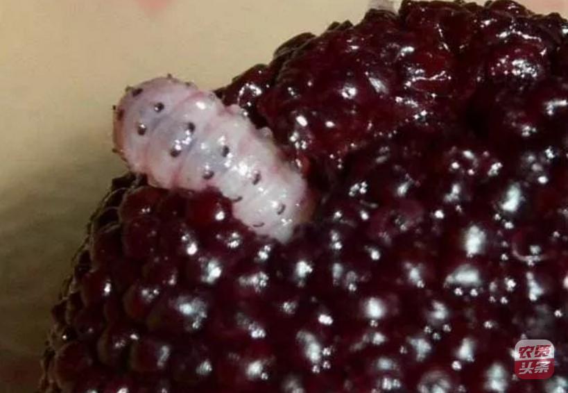 种植杨梅树多少平米一棵,杨梅树庭院种植位置图片