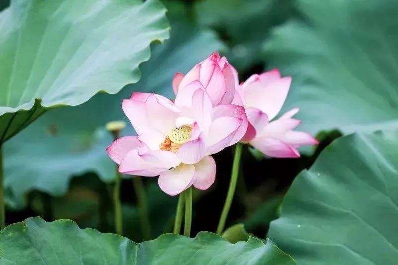 深圳遛娃50个必去的主题公园,深圳遛娃必去景点免费全部列表