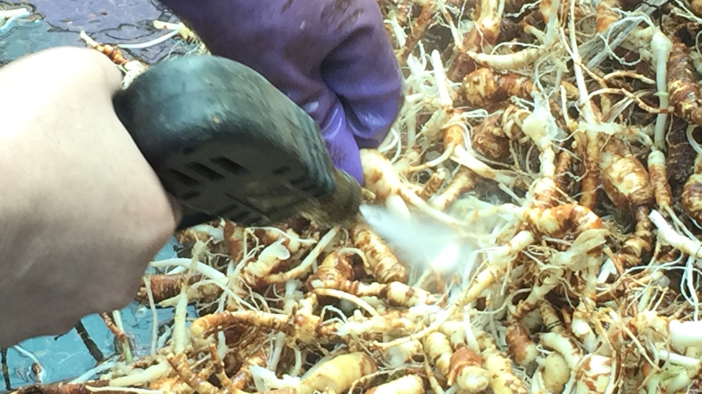 鲜参炮制,鲜参和干人参的区别的功效