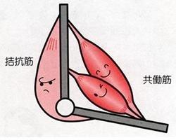 被你冷落的腘绳肌，也许是你能够无伤运动、提升运动表现的关键