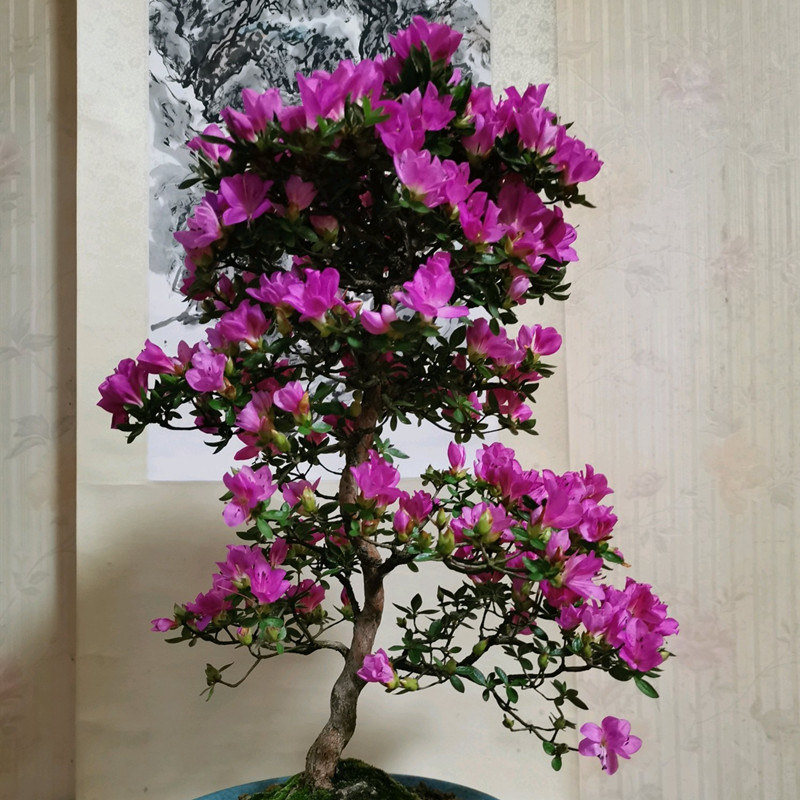 杜鹃花的家养方法,杜鹃花养法