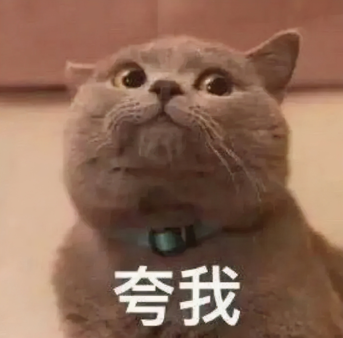 气垫推荐油皮可当底妆,快速出门底妆产品推荐