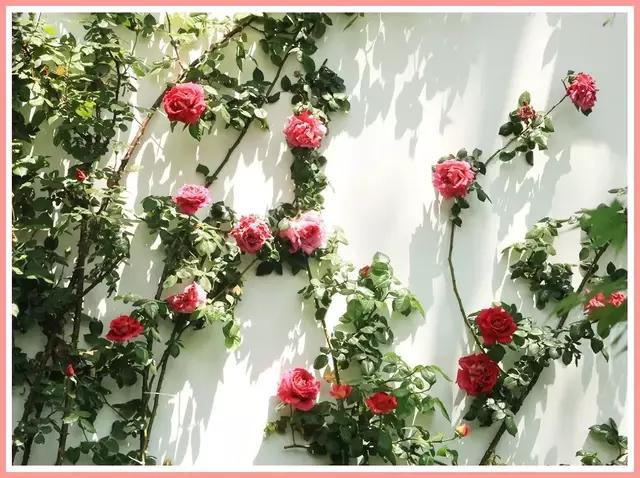 魔都四月赏花,魔都春季赏花好地方