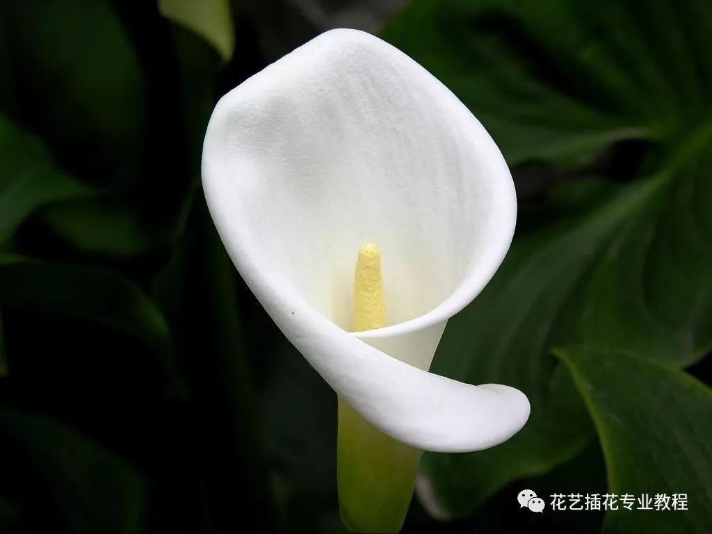 「花艺知识」50种常见花材的花语~（建议收藏）