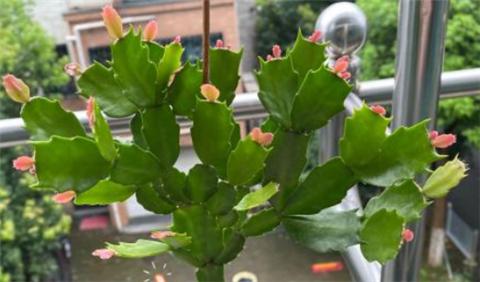 蟹爪兰开花爆盆的小妙招,蟹爪兰开花后的养殖方法