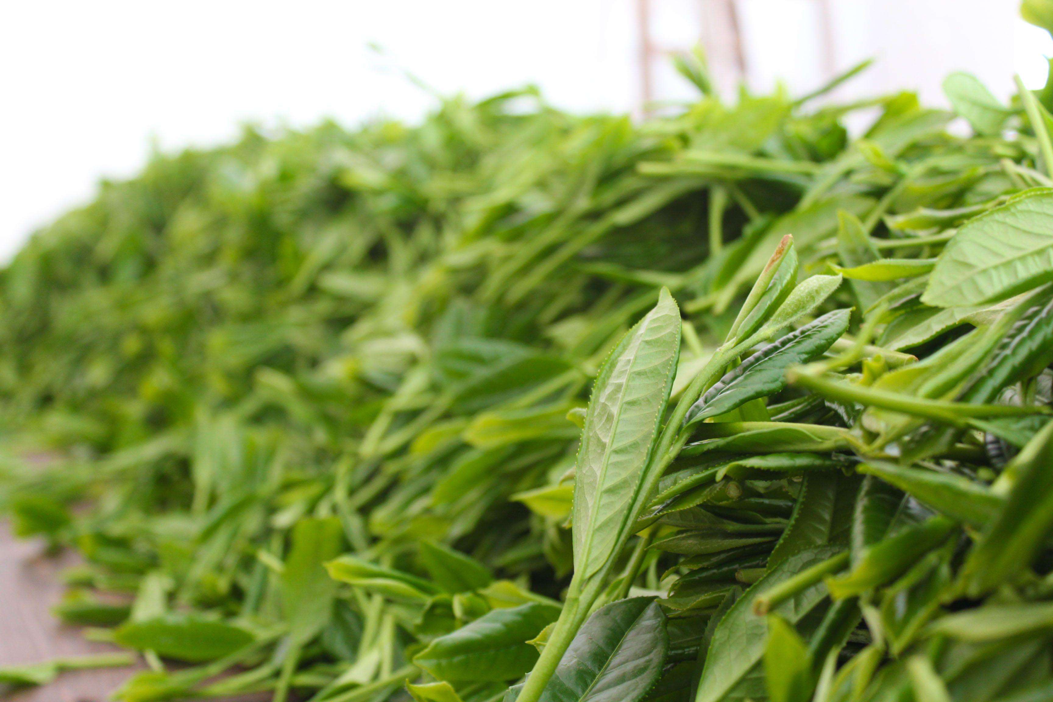 如何辨别上等的蒙顶甘露,上等蒙顶甘露图片