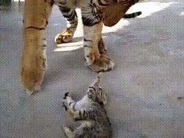 饲养员想激发小老虎,饲养员挑逗老虎发怒