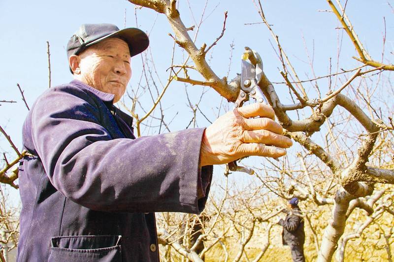 苹果树三芽修剪图解,三年果树修剪新技术