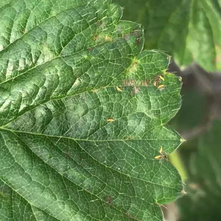 草莓叶子上涂油能防治蓟马吗,草莓坐果期杀蓟马用什么药最好