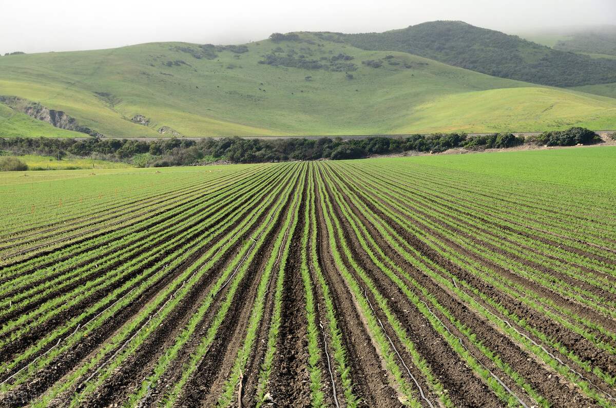石家庄高标准农田建设项目2023,河北省2023项目集中开工