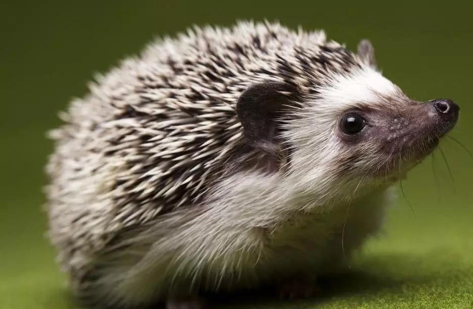 抓蛙捕鸟被判刑,抓青蛙检察院怎么处理