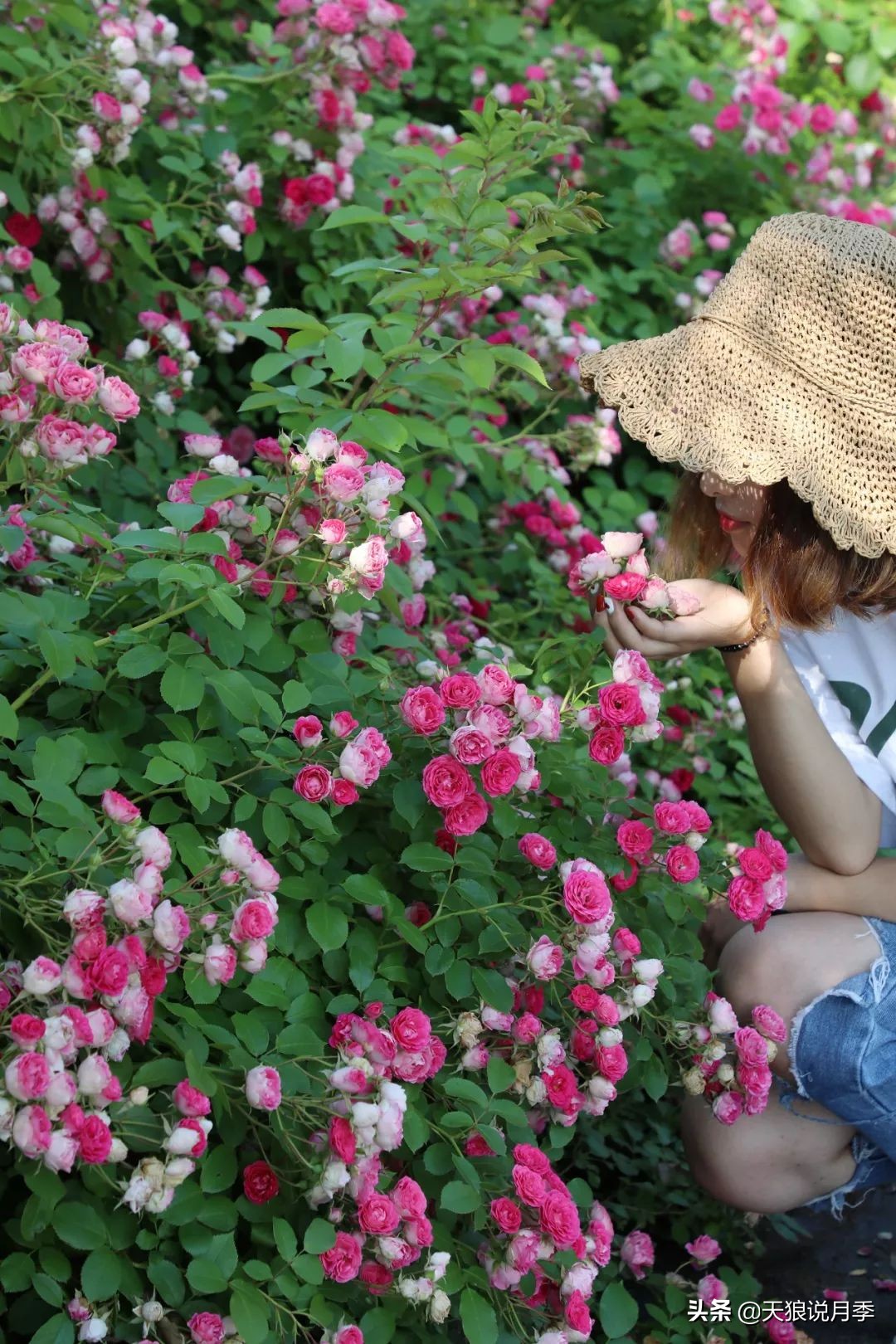 天狼月季优惠活动时间,天狼月季618活动