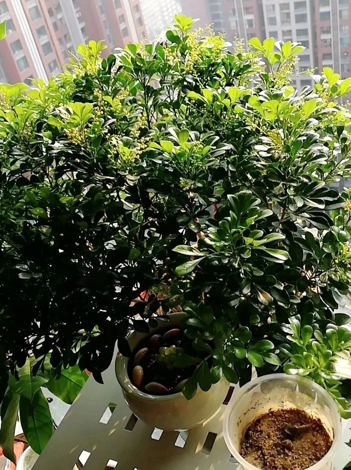 米兰花室内盆栽怎么养才能旺盛,室外盆栽米兰花怎么养才茂盛