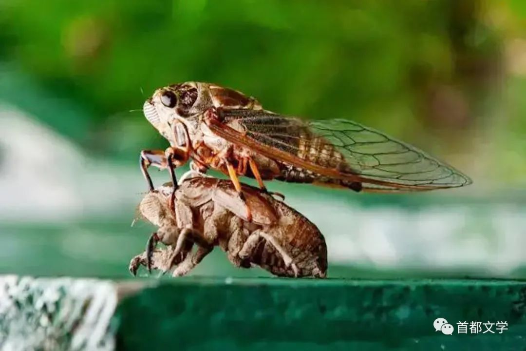 散文捉蝉作者王礼民