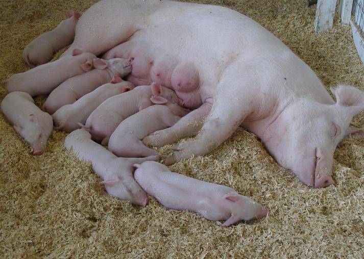 母猪产后奶水很少该怎么办,母猪产后无奶最好方法