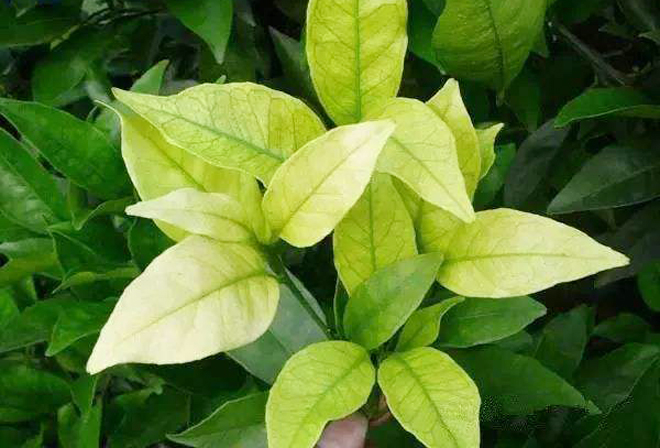 作物缺氮磷钾等9种元素,果树缺铁锌镁要怎么补