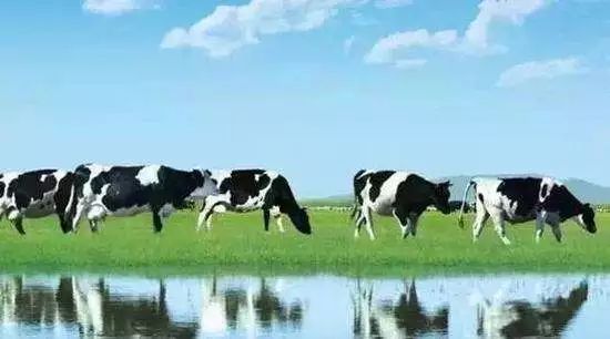 黄金奶源带的国产奶粉品牌,君乐宝国产奶粉奶源