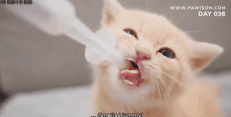 国家一级保护野生猫,国家一级保护哺乳动物名单