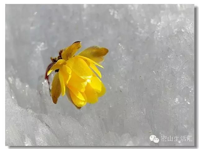 东北的冰凌花视频,东北的冰凌花有什么功效