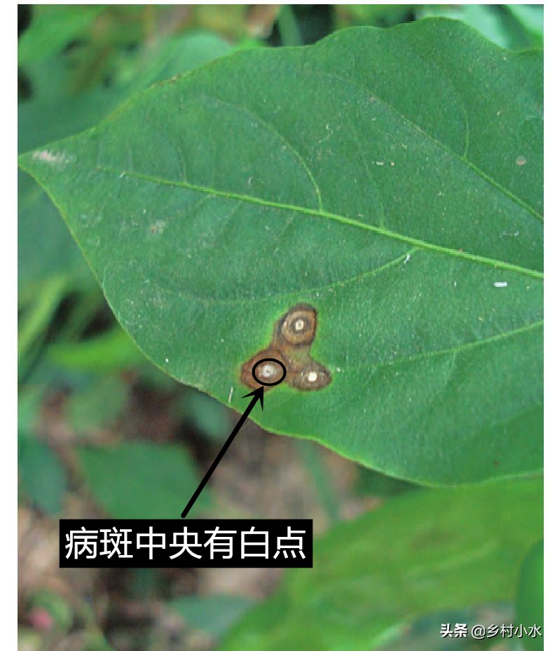 辣椒黄叶褐色斑怎么治,辣椒叶片有褐色斑点是什么原因