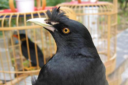 八哥鸟拉稀喝大蒜水,八哥鸟吃面包虫拉稀