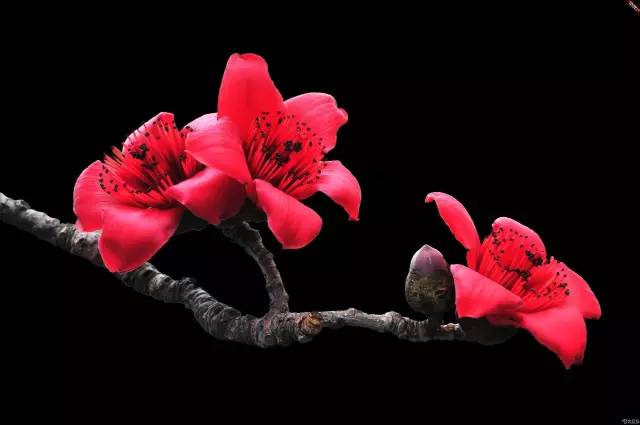 园林设计植物一览表图,神贴十大经典