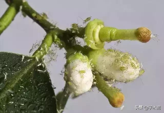 柑橘大实蝇和柑橘小实蝇常规虫害,柑橘虫害高清图谱及防治方法