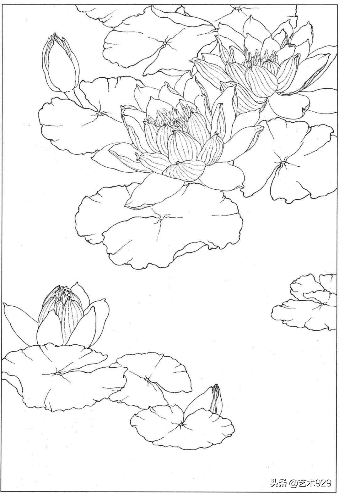 余稚荷花蜻蜓图高清白描底稿,白描荷花勾线方法讲解视频