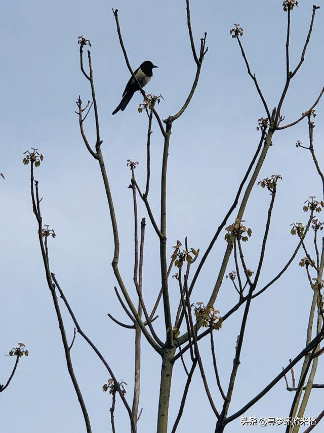 青岛的金沙滩和银沙滩哪个比较好,青岛金沙滩风景区简介