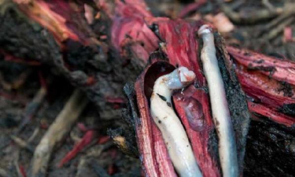 船蛆是什么贝类,船蛆贝类