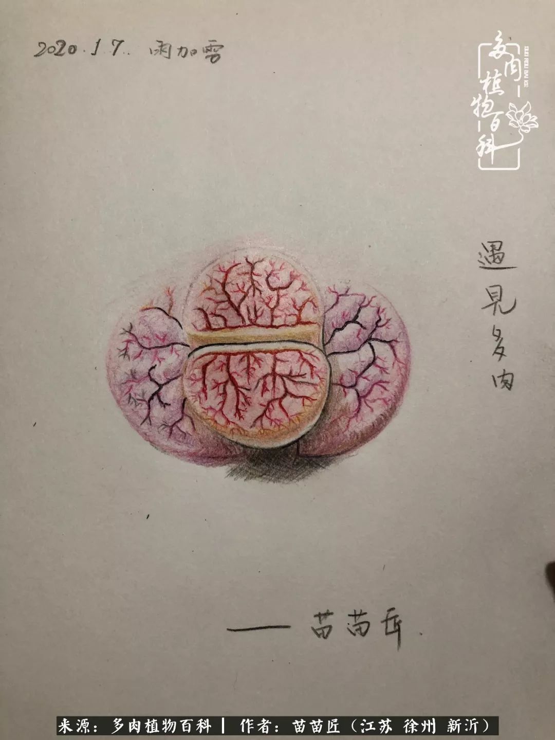 多肉之江湖：众肉友们，修仙渡劫几何了？