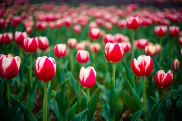 郁金香怎样养花开的久,郁金香怎么养枝叶又绿又硬