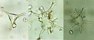 鱼类水产养殖需要哪些藻类,水产养殖显微镜下各种藻类