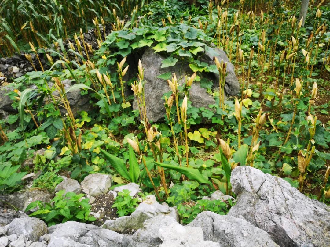 「农民日报推出《特困片区脱贫记》系列报告文学⑨」开在石头上的花