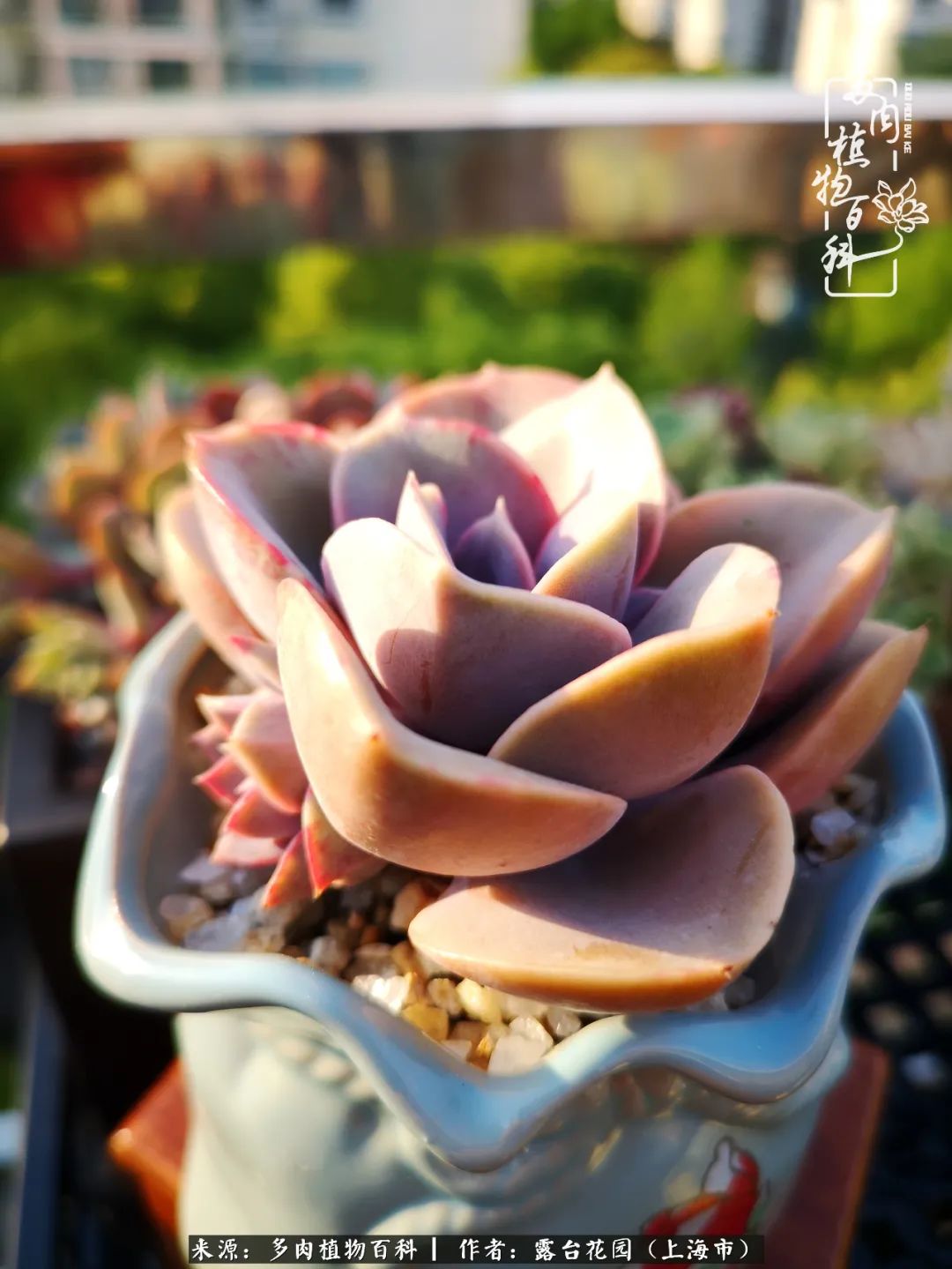 这6种多肉又粉又可爱萌翻少女心,粉粉萌萌的多肉有哪些