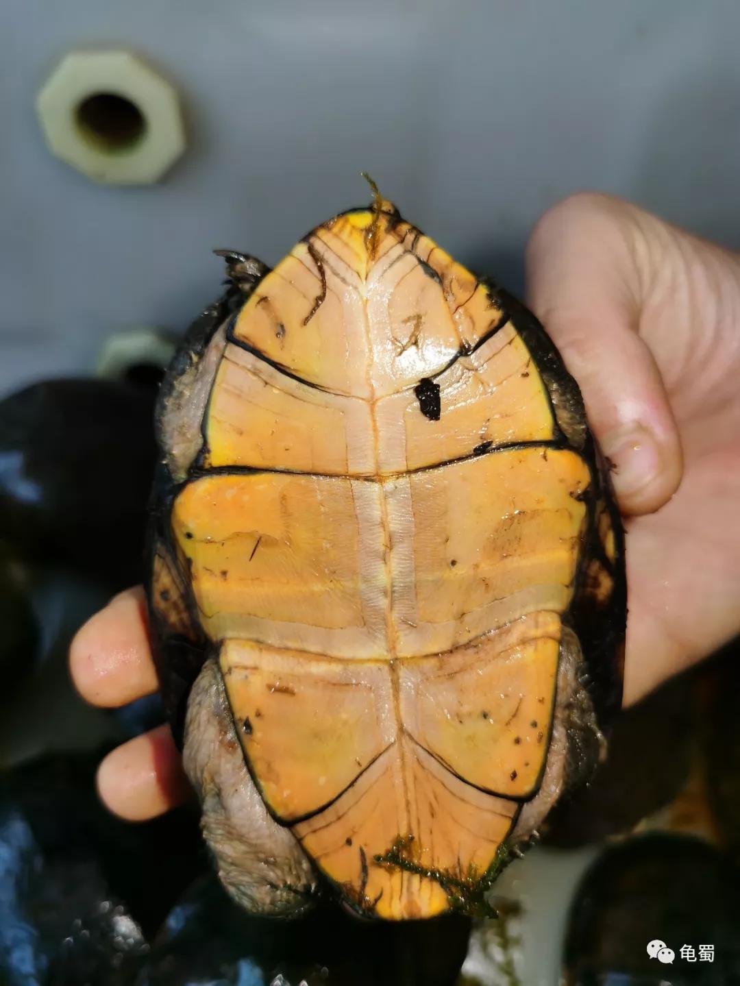 黄泽泥龟为什么冷门,泥龟冷门品种