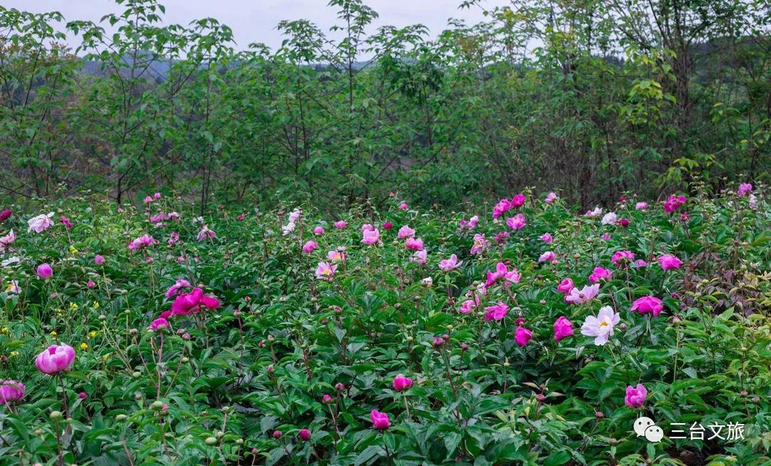 泉城公园芍药花开娇艳欲滴赛牡丹,含苞待放的芍药花娇艳欲滴