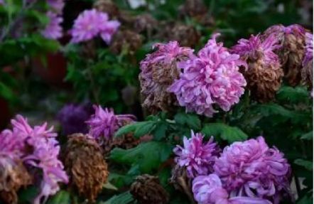 管恩锋最新品读好诗词,管恩锋