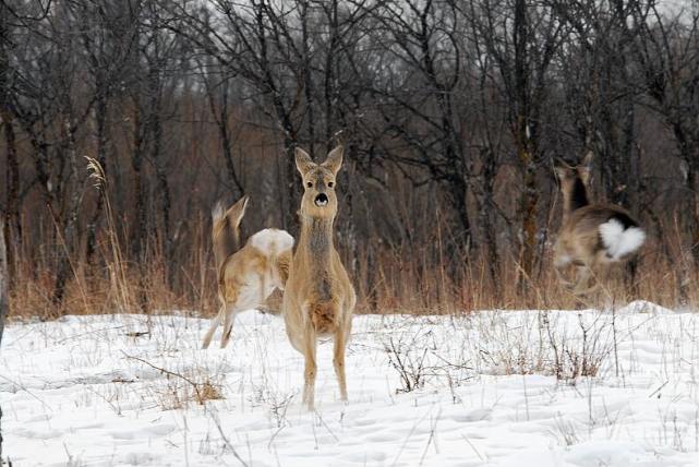 东北狍子为什么叫狍子,东北神兽狍子真的傻吗