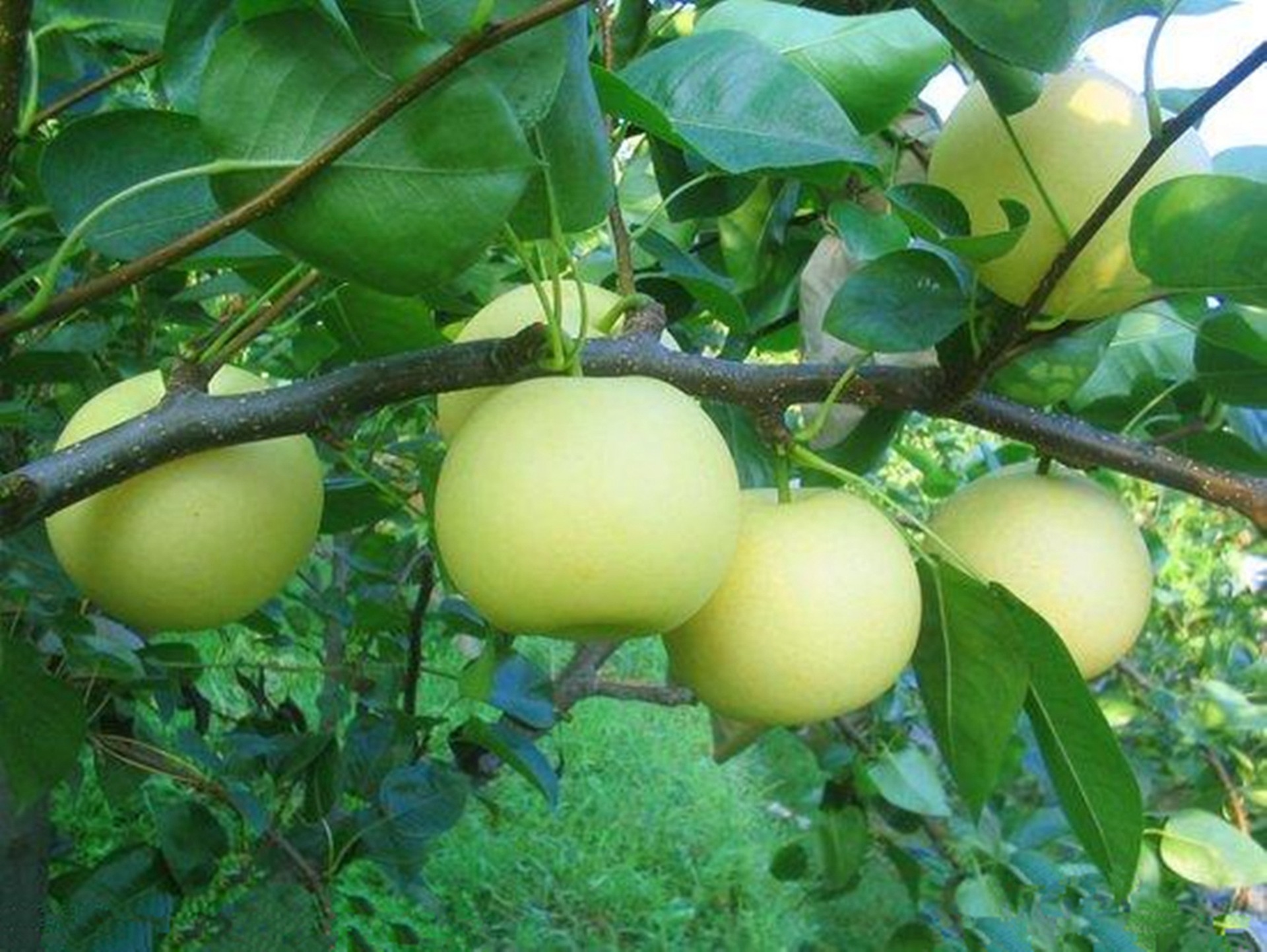 梨树防黑星病,梨树黑星病怎么治