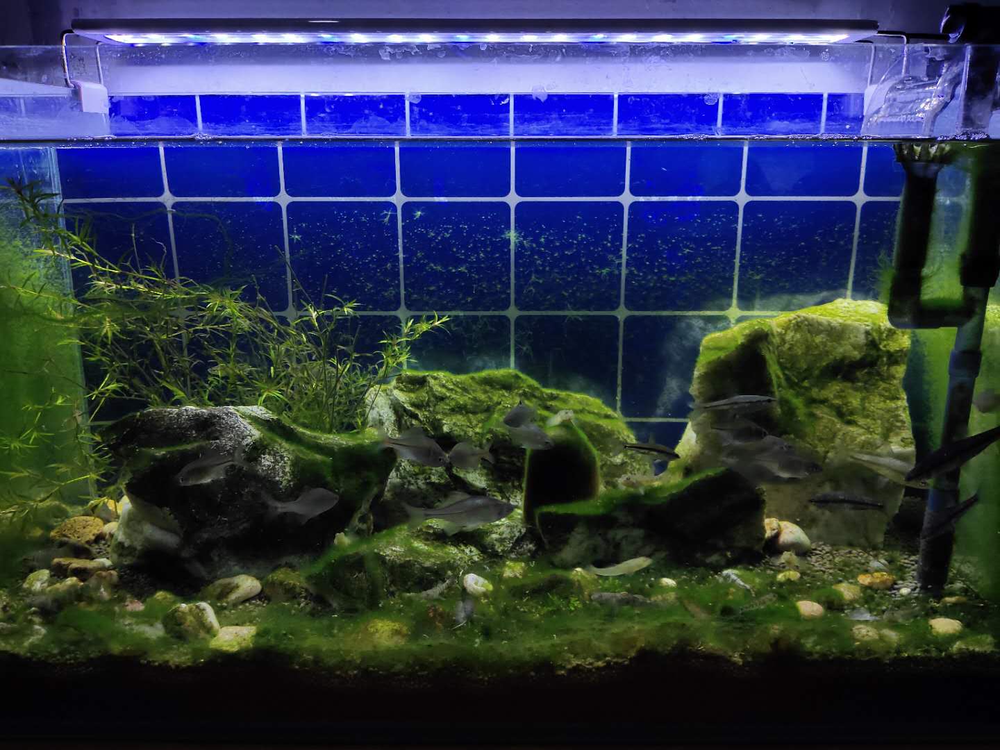 有藻类的鱼缸还需要过滤啊,充满藻类的鱼缸怎么过滤