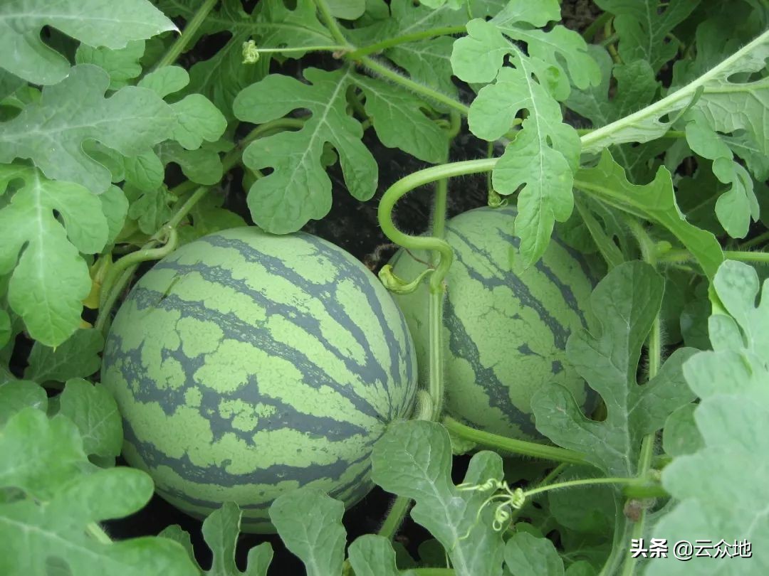 西瓜怎么种植才能快速生长,西瓜二次结瓜的种植方法